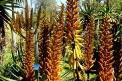 160330_Palermo_Botanischer_Garten_09